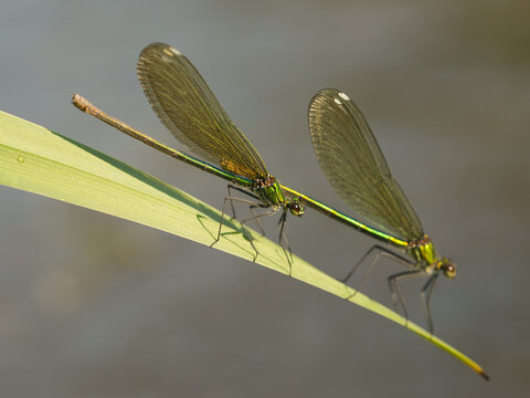 Flying jewels.