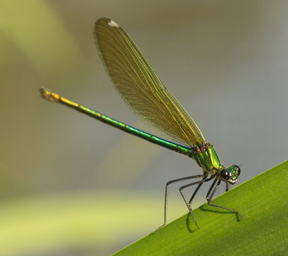 Flying jewels.