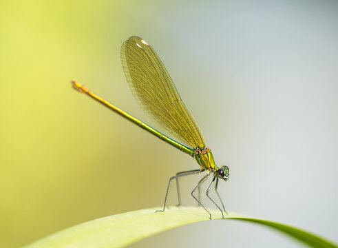 Flying jewels.