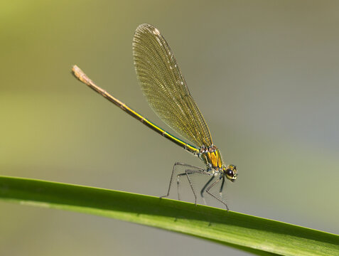Flying jewels.