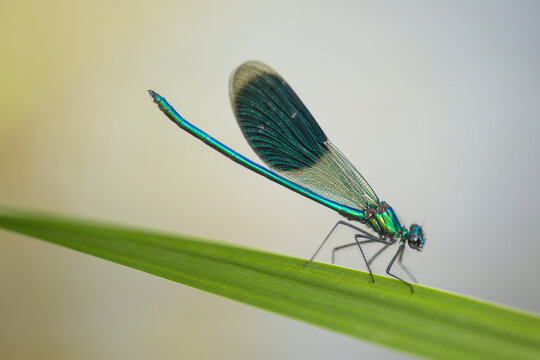 Flying jewels.