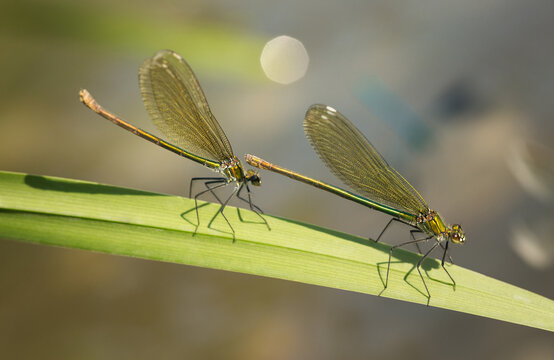 Flying jewels.