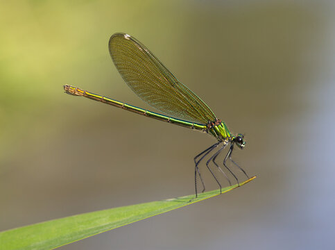 Flying jewels.