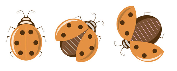 Three orange ladybugs set with closed and open wings vector illustration