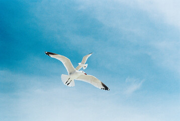 Pair of seagulls flying in the blue sky