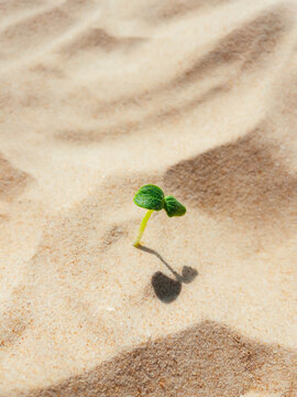 Seedling