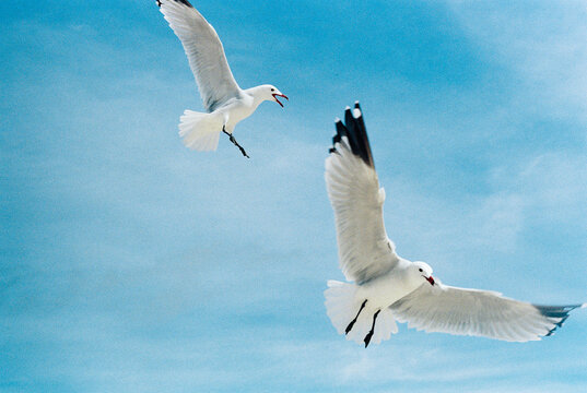 Pair of seagulls flying in the blue sky