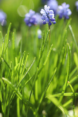 Spring flowers covered with morning dew of blue bloomed on the green grass in the dew