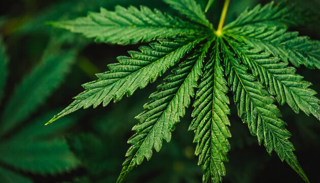 Selective focus of green leaves with dark toned of Cannabaceae leaf
