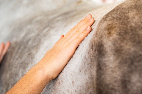 detail of hands caressing a horse in therapeutic horsemanship class