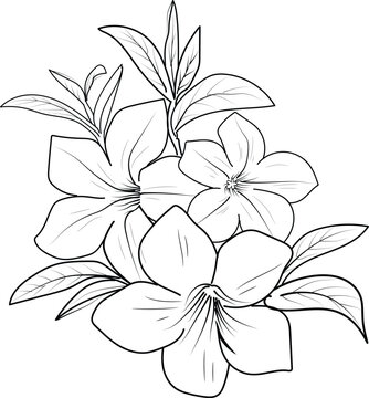Hand-drawn botanical summer elements natural collection, Allamanda cathartica  line art for coloring page, Realistic flower coloring pages, Allamanda cathartica flower outline, Allamanda cathartica