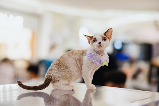 Portrait of cute cat