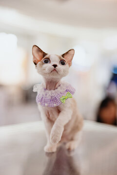 Portrait of cute cat