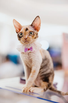 Elegant Devon Rex Kitten in Bowtie