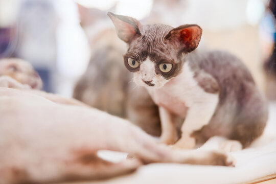 Inquisitive Devon Rex Kitten