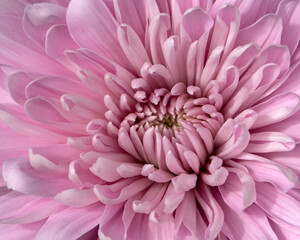 Close up of pink Chrysanthemum