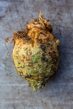 celery root