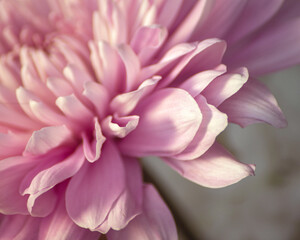 Close up of pink Chrysanthemum