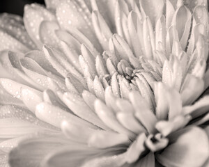 black and white close up of a Chrysanthemum