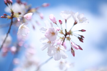 White and pink cherry blossoms closeup, blue sky background
