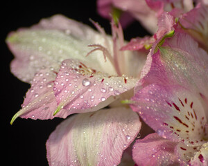 Pink and white flower close up