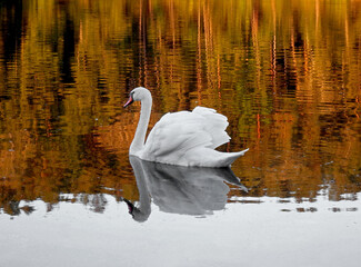 biały łabędź pływajacy na jeziorze o zachodzie słońca, white swan swimming on the lake at sunset  © kateej