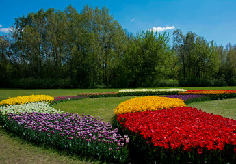 Tulipany, wiosna, spring, Tulipa, pole tulipanów, krajobraz z polem kolorowych tulipanów field of colorful tulips in garden	