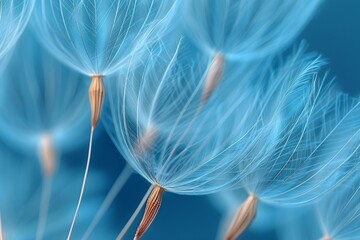 Dandelion seeds on blue
