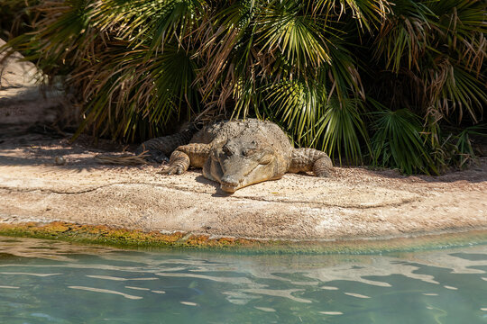 Tranquil Tropical Scene: Sleeping Crocodile Under Palm Trees