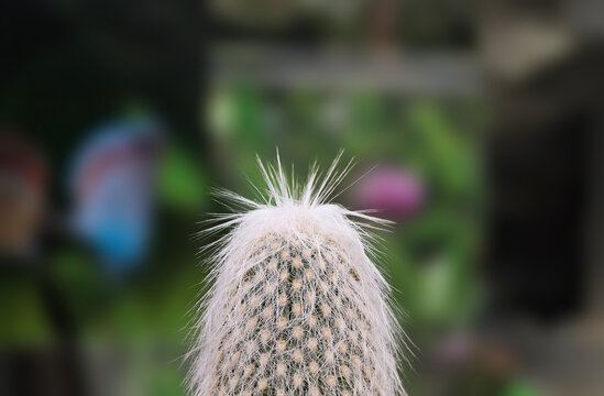 Close up look on cactus called cephalocereus senilis
