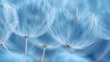 Foto op Plexiglas Dandelion seeds on blue © paul
