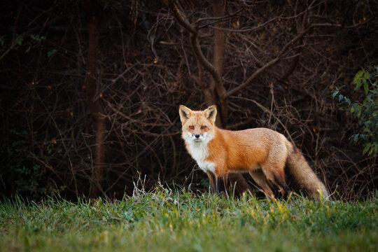 Red Fox