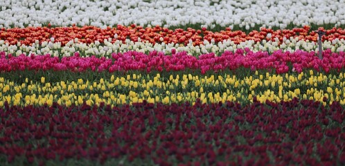 Obraz premium champ de tulipes en Provence