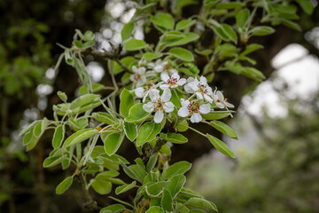 Wild pear tree in spring