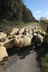 moutons en transhumance en Haute Provence