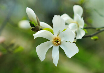 White magnolia blossom in spring