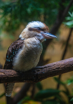 kookaburra in a zoo