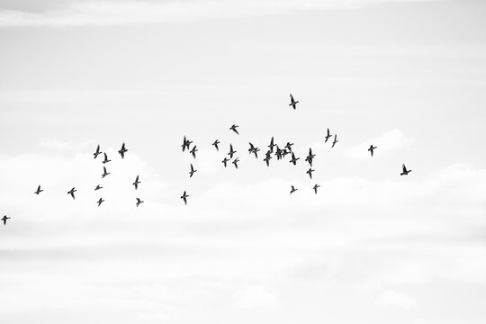 Black and white image of a flock of lapwings in flight. 