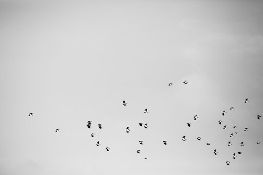 Black and white images of a flock of lapwings