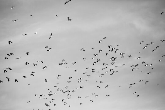 Black and white images of a flock of lapwings
