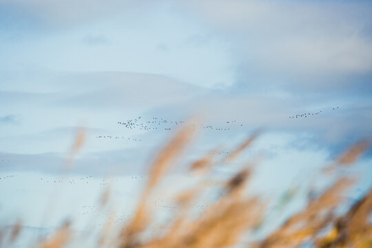 Lincolnshire fenland scene of reeds and birds on the wing. 