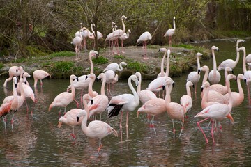 Flamingo gathering 