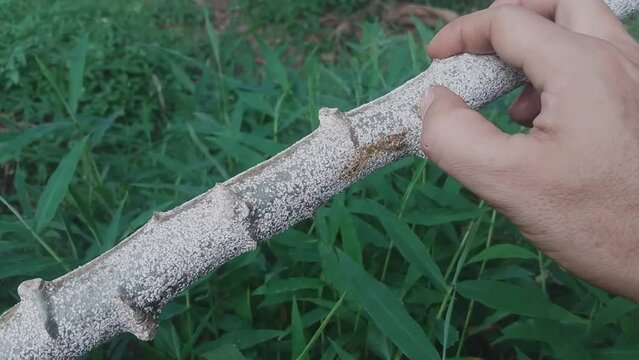 Cassava plant pests. A farmer points to a cassava tree that is attacked by pests