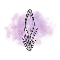 Spring flower crocus line art sketch on watercolor background, saffron graphic drawing, wildflower illustration. Hand drawn botanical outline art. Design element for background, logo, postcard