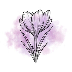Spring flower crocus line art sketch on watercolor background, saffron graphic drawing, wildflower illustration. Hand drawn botanical outline art. Design element for background, logo, postcard