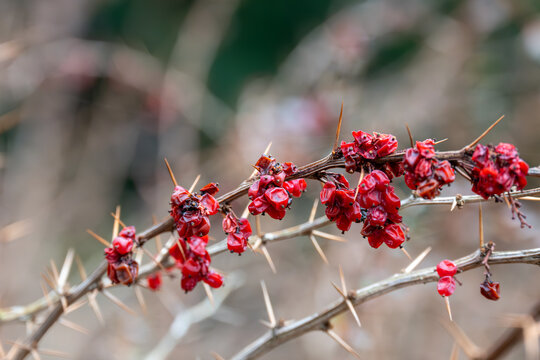red berberis berries on a branch