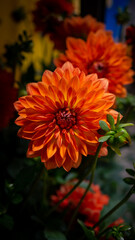 Vibrant Orange Dahlias in Full Bloom with Dark Background, wallpaper.
