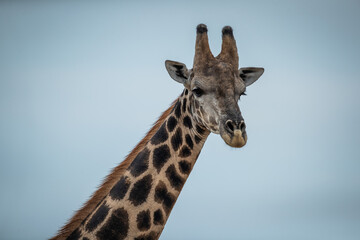 Close up of a giraffes neck and head