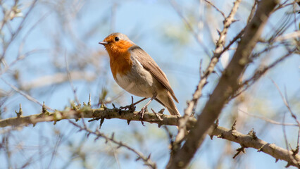 robin on a branch