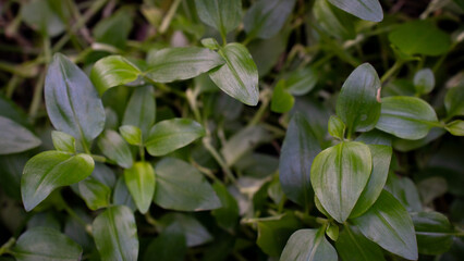 Close-up view of lush green foliage, perfect for natural backgrounds or environmental concepts.